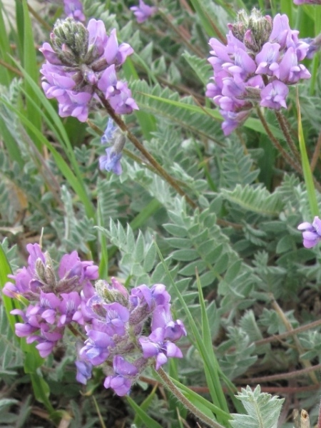 Locoweeds : Oxytropis